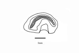   Embryo:   Flueggea virosa ;nbsp;Illustration by K. Parker, Kirkbride et al. (2006)
