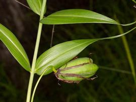   Fruit:   Gloriosa superba ; Photo by Grant Reed, gbif.org
