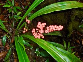   Infructescence:   Hanguana bakoensis ; Photo by Shawn O#39;Donnell, gbif.org
