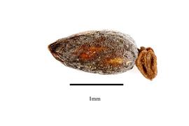   Fruit:  Hippuris vulgaris;nbsp;Photo by R. Gibbons, USDA APHIS PPQ, Kirkbride et al. (2006)
