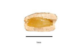   Fruit,nbsp;seed:   Hippuris vulgaris ;nbsp;Photo by R. Gibbons, USDA APHIS PPQ, Kirkbride et al. (2006)
