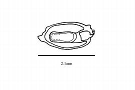   Embryo:   Hippuris vulgaris ;nbsp;Illustration by K. Parker, Kirkbride et al. (2006)
