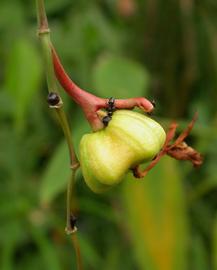   Fruit:   Schumannianthus dichotomus ; Photo by S.L. Winterton, Aquarium  Pond Plants of the World
