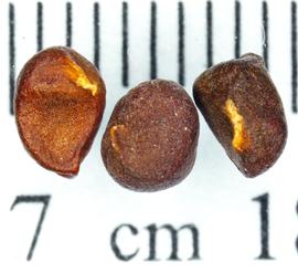   Seeds:   Iris  sp.; Photo by N. Diaz, USDA APHIS PPQ, imageid.org
