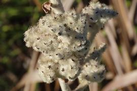   Fruits:nbsp;  Lanaria lanata ; Photo by fredbont, gbif.org 
