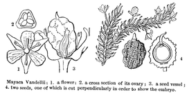   Fruit, seed, embryo:   Mayaca vandellii ; Illustration in Lindley#39;s The Vegetable Kingdom (1853), courtesy of Watson and Dallwitz 1992 onwards 

