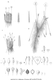   Fruit, seed, embryo:   Mayaca sellowiana  (11-13, fruit; 15-16, seed including longitudinal section); Illustration by M.A. Seubert, Flora Brasiliensis (1842-1871),nbsp;courtesy of Watson and Dallwitz 1992 onwards 
