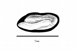   Embryo:     Maclura pomifera ;nbsp;Illustration by K. Parker, Kirkbride et al. (2006)

