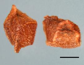  Seeds:   Morea  sp.; Photo by R. Young, USDA APHIS PPQ, imageID.idtools.org
