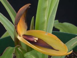   Flower: nbsp; Orchidantha foetida ; Photo by L. E. Brothers, NMNH, eol.org 

