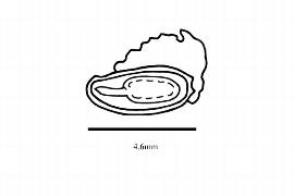   Embryo:   Dapania racemosa;nbsp; Illustration by K. Parker, Kirkbride et al. (2006)
