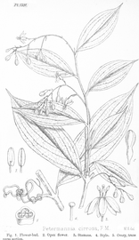   Fruit:nbsp;  Petermannia cirrosa;  Illustrationnbsp;by M. Smith,nbsp;Hooker#39;s Iconesnbsp;plantarumnbsp;(1882),nbsp;courtesy of L. Watson and M.J. Dallwitz, 1992 onwards 
