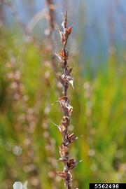   Infructescence:   Philydrum lanuginosum ; Photo by B. Lassiter, NCDACS, bugwood.org

