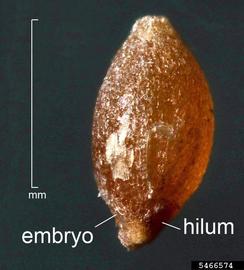   Fruit :  Poa annua ; Photo by D. Walters and C. Southwick, Table Grape Weed Disseminule ID 
