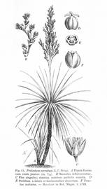   Inflorescence, fruit:   Prionium serratum  (F, mature fruit); Illustration attributed tonbsp;Hooker in Bot. Magaz., Das Pflanzenreich (1906), courtesy ofnbsp;commons.wikimedia.org 

