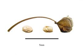   Fruit,nbsp;seeds:   Pteridophyllum racemosum ; Photo by R. Gibbons, USDA APHIS PPQ, Kirkbride et al. (2006)
