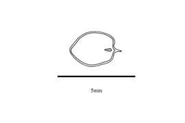   Embryo:   Psychotria ruelliifolia ; Illustration by K. Parker, Kirkbride et al. (2006)
