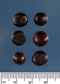   Seeds:nbsp;  Sabal etonia ; Photo by M.P. Beckman, FDACS/DPI, Identifying Commonly Cultivated Palms 
