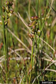   Infructescence:   Scheuchzeria palustris ; Photo by R. Routledge, Sault College, bugwood.org
