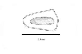   Embryo:   Limnophila heterophylla ;nbsp;Illustration by K. Parker, Kirkbride et al. (2006)
