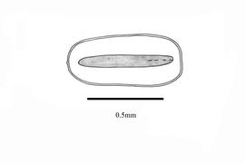   Embryo:   Limnophila sessiliflora ;nbsp;Illustration by K. Parker, Kirkbride et al. (2006)
