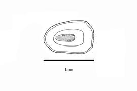   Embryo:   Misopates orontium ;nbsp;Illustration by K. Parker, Kirkbride et al. (2006)
