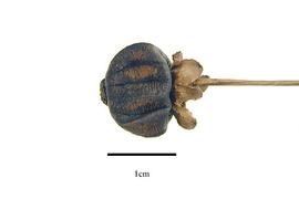   Fruit:nbsp;  Scyphostegianbsp; sp.: fruit with calyx and peduncle;nbsp;Photo by R. Gibbons, USDA APHIS PPQ, Kirkbride et al. (2006)
