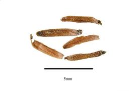  Seeds :nbsp; Scyphostegia nbsp;sp.;nbsp;Photo by R. Gibbons, USDA APHIS PPQ, Kirkbride et al. (2006)
