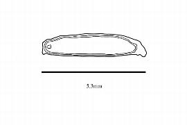   Embryo :nbsp; Scyphostegia nbsp;sp.;nbsp;Photo by R. Gibbons, USDA APHIS PPQ, Kirkbride et al. (2006)
