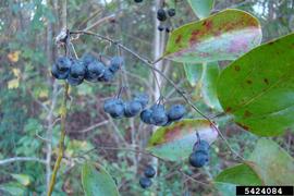   Infructescences:   Smilax rotundifolia ; Photo by F. Bonner, U.S. Forest Service, bugwood.org
