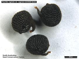   Seeds:  nbsp;Pauridia vaginata ; Photo by South Australian Seed Conservation Centre, used with permission 
