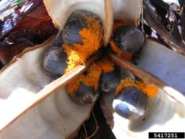   Seeds:   Strelitzia reginae,  seeds with arils; Photo by F. Starr  K. Starr, Starr Environmental, bugwood.org
