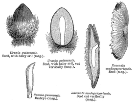   Seeds:   Ravenala madagascariensis    Urania guianensis ; Illustration by L. Steinheil and A. Riocreux, A general system of botany (1873), courtesy of Watson and Dallwitz 1992 onwards
