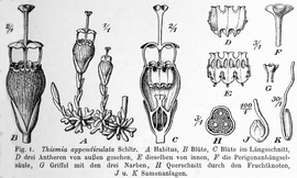   Fruit, seeds:   Scaphiophora appendiculata  (H, cross-section of fruit with seeds); Illustration in Botanische Jahrbuuml;cher (1919), courtesy of Watson and Dallwitz 1992 onwards 
