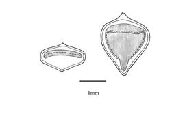   Embryo:   Corchorus olitorius ; Illustration by K. Parker, Kirkbride et al. (2006)
