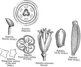   Fruit, seed, embryo:   Tofieldia  sp.; Illustration by L. Steinheil and A. Riocreux, A general system of botanynbsp;(1873),nbsp;courtesy of Watson and Dallwitz 1992 onwards 
