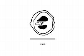   Embryo:   Ampelopsis brevipedunculata ;nbsp;Illustration by K. Parker, Kirkbride et al. (2006)
