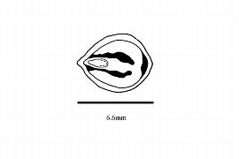   Embryo:   Cissus quadrangularis ;nbsp;Illustration by K. Parker, Kirkbride et al. (2006)
