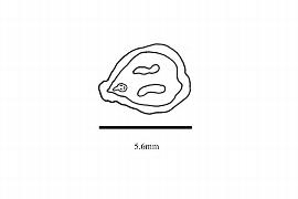   Embryo:   Vitis amurensis ;nbsp;Illustration by K. Parker, Kirkbride et al. (2006)
