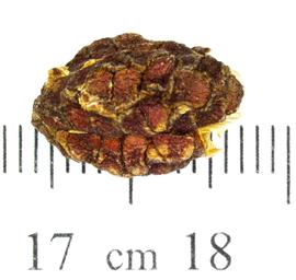   Seeds:   Wurfbainia villosa , seed cluster;nbsp;Photo by N. Diaz, USDA APHIS PPQ, imageID.idtools.org
