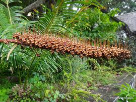   Infructescence:   Xeronema callistemon ; Photo by P. Bendle, citscihub.nz 
