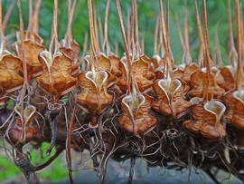   Fruits:   Xeronema callistemon;nbsp; Photo by P. Bendle, citscihub.nz 
