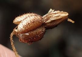   Fruit:   Xerophyta adendorffi;nbsp; Photo by N. van Berkel, gbif.org 
