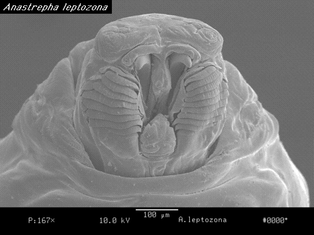 Anastrepha leptozona Fruit Fly Larval ID
