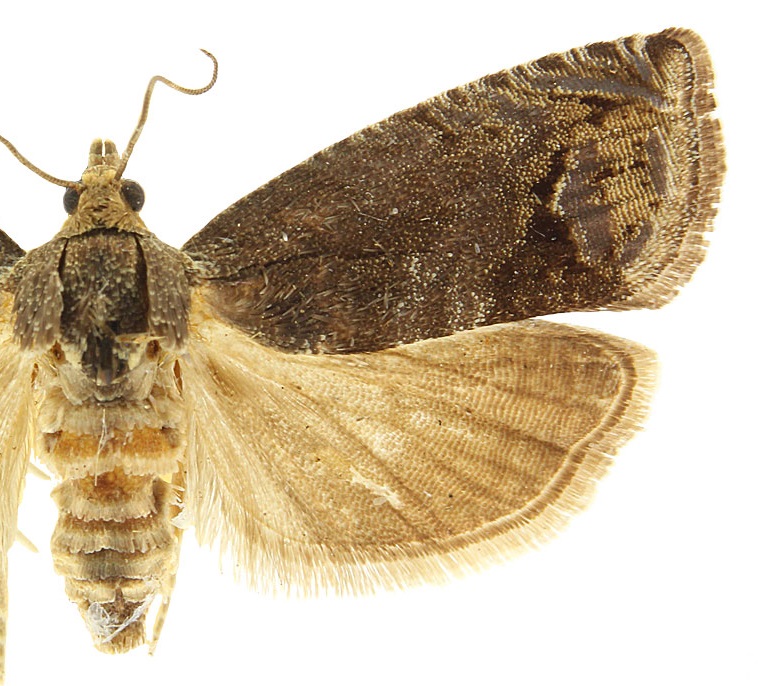 Tidia Insect Cydia splendana | TortID