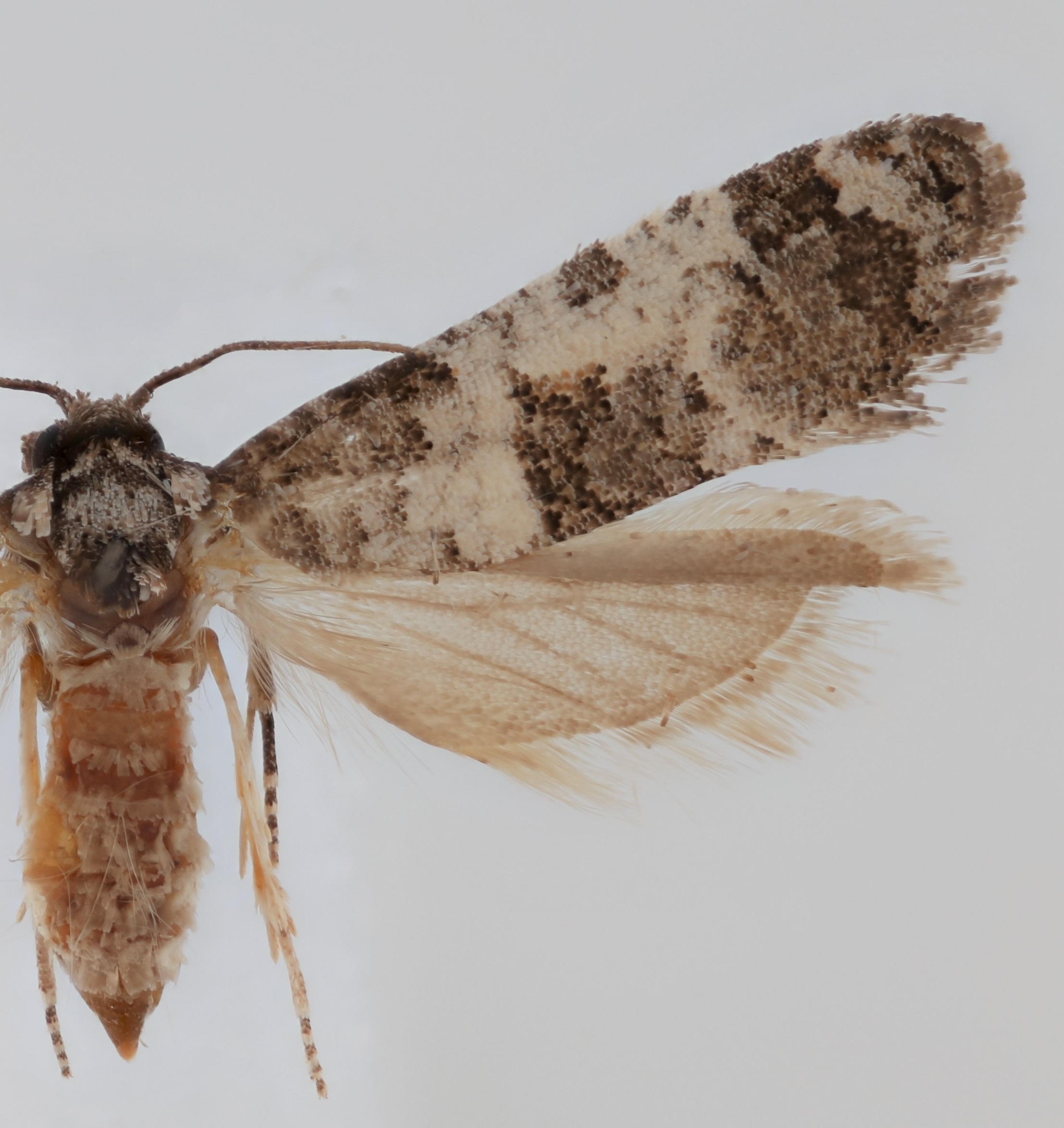 Cochylini | Tortricid ID