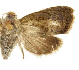 Talponia batesi | Tortricid ID