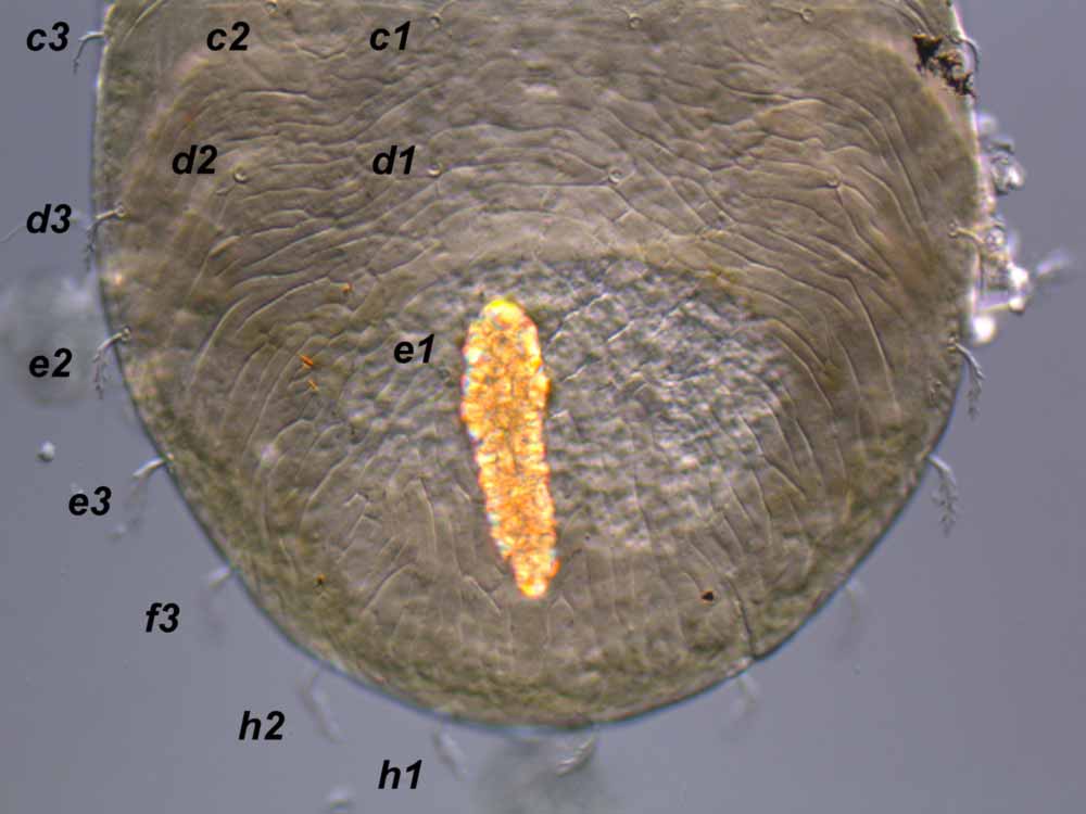            Fig. 3.   Pentamerismus oregonensis  female   dorsum, with  f2  absent.   