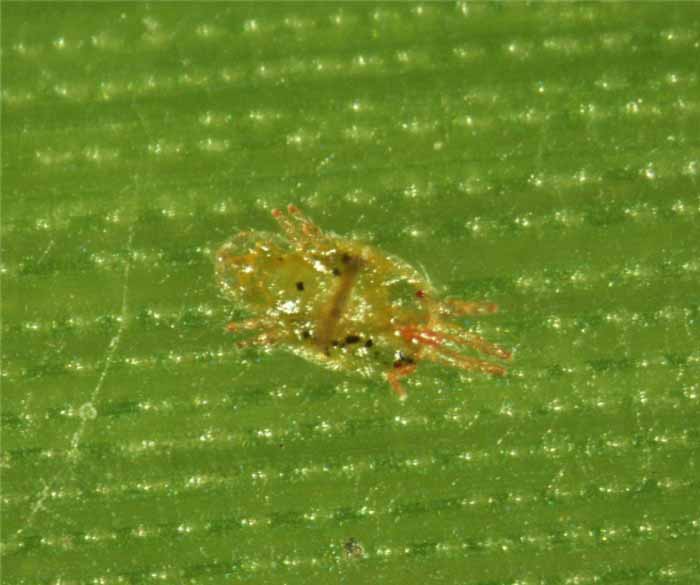            Fig. 4.   Acaricis  sp. adult   female   
