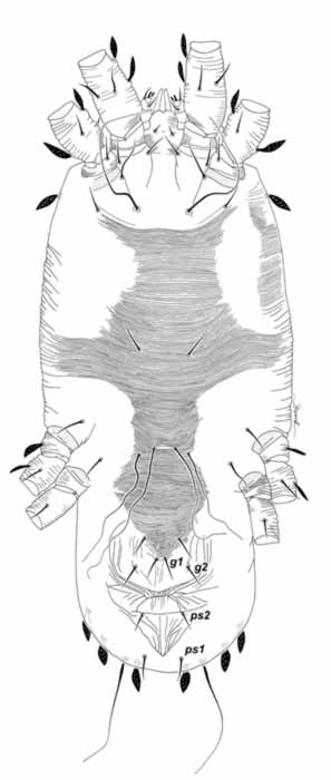            Fig. 3.   Acaricis plana  female   venter   